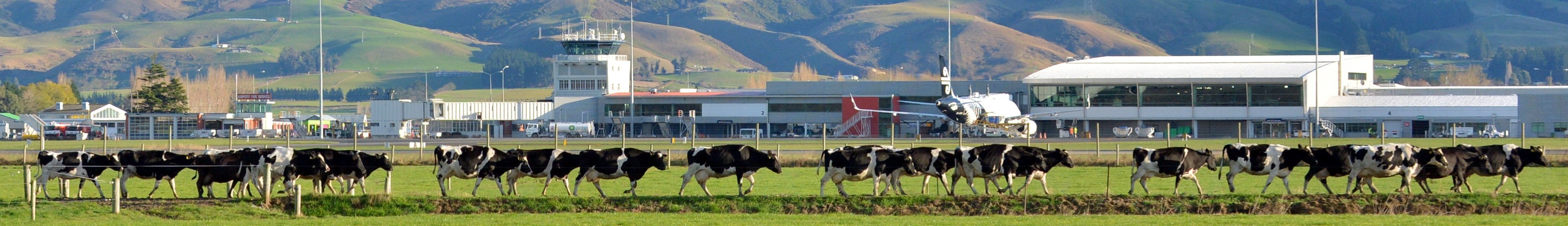 Cattle move past  Dunedin Airport, at Momona, during a previous Gypsy Day. Photo: Gerard O'Brien