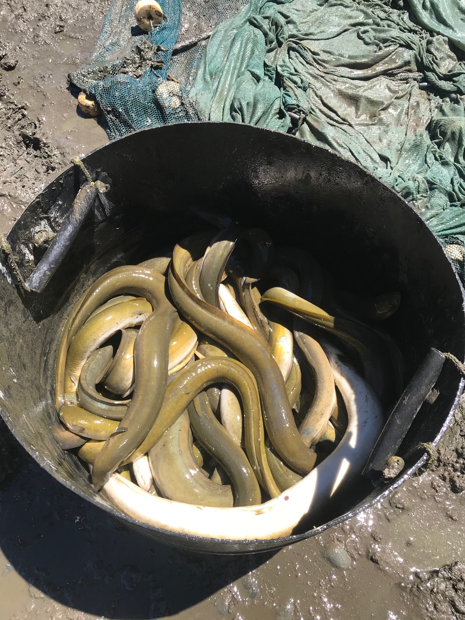 Eels in a bucket, awaiting relocation to a new home. Photo: Supplied