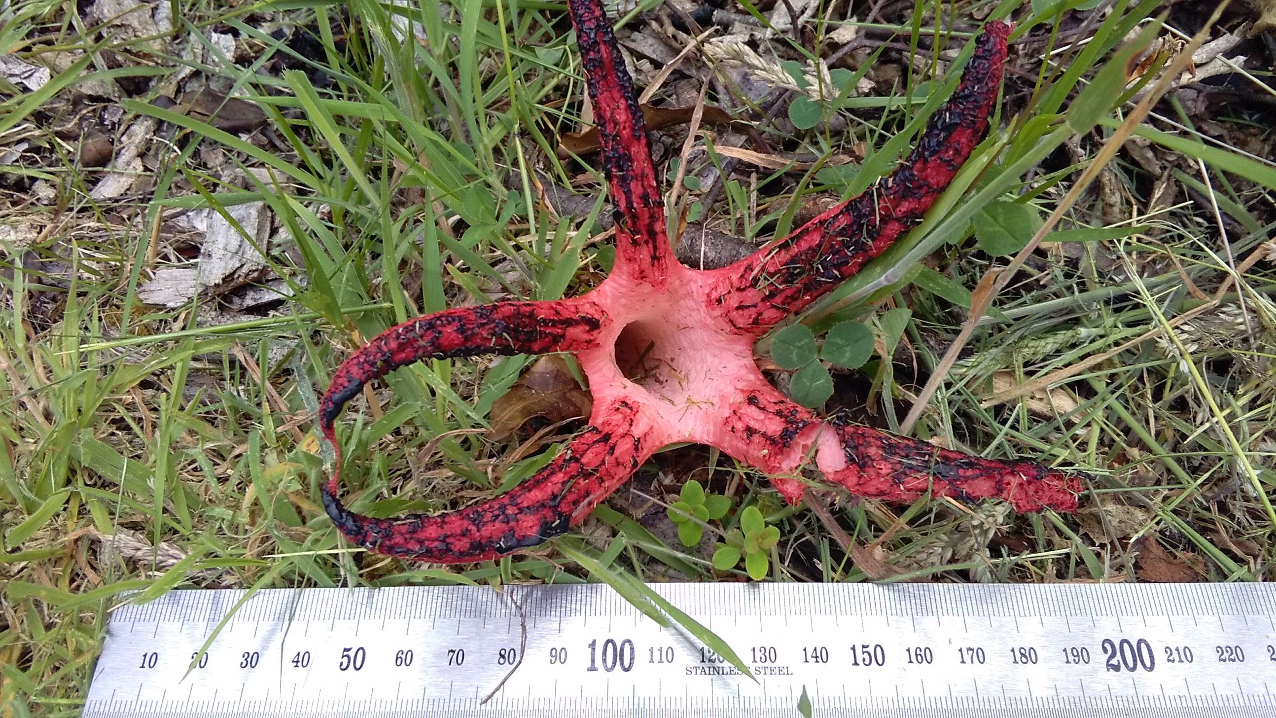 A Manapouri man found this stinkhorn fungus while mowing the lawn at the weekend. PHOTO: SUPPLIED