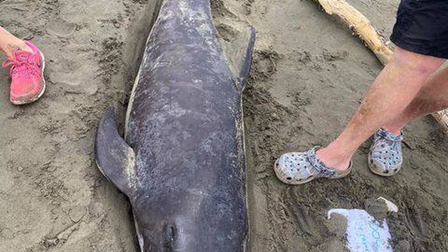 The young long-finned pilot whale. Photo: Rebecca Williams