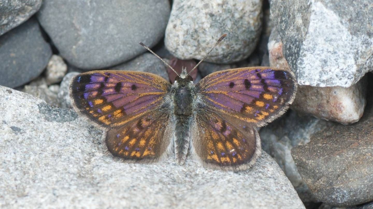 The boulder copper butterfly. Photo: Supplied