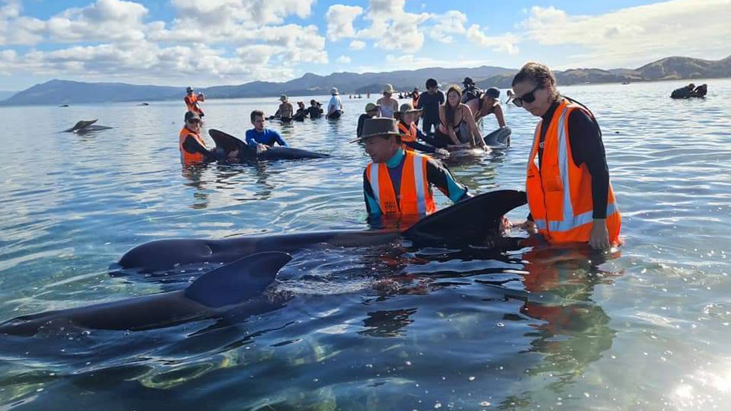 Project Jonah and DOC were on the scene of the stranding at Farewell Spit yesterday. Photo:...