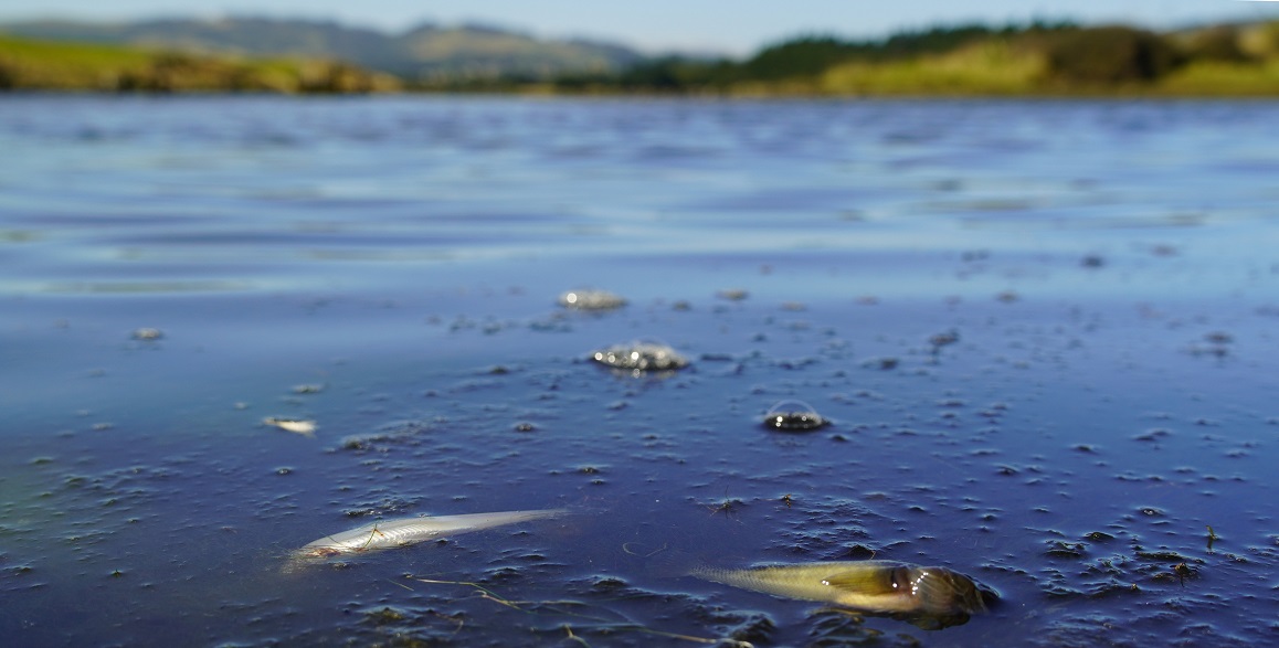 Hundreds of fish including several native species were found dead in the Kaikorai Stream and...