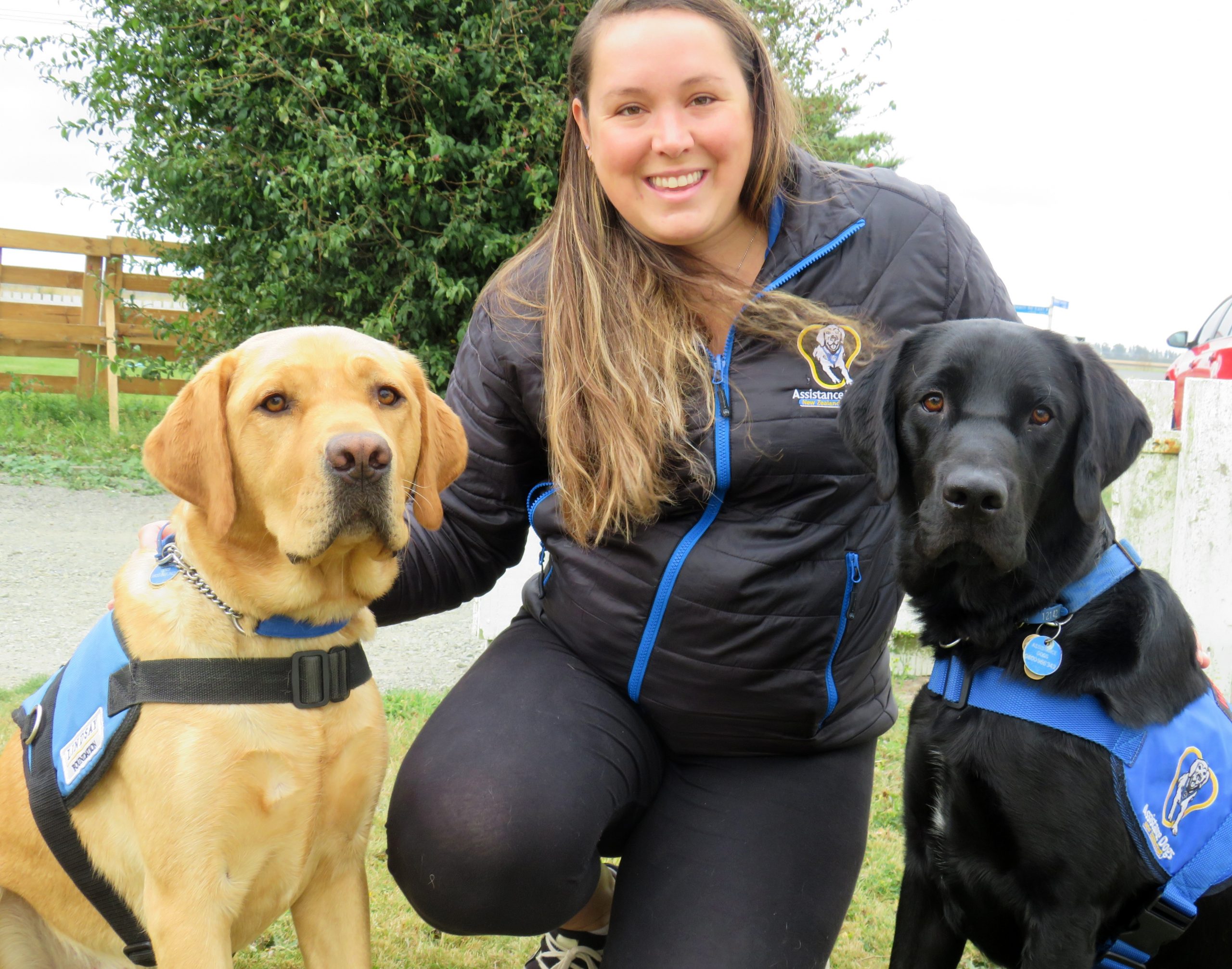 Service dog sales training nz