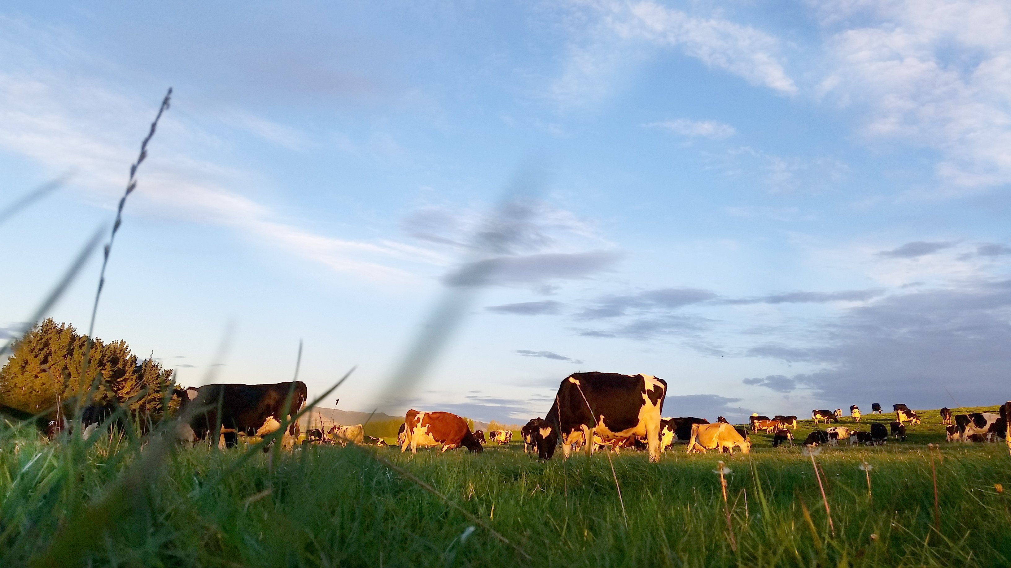 dairy cow auction prices