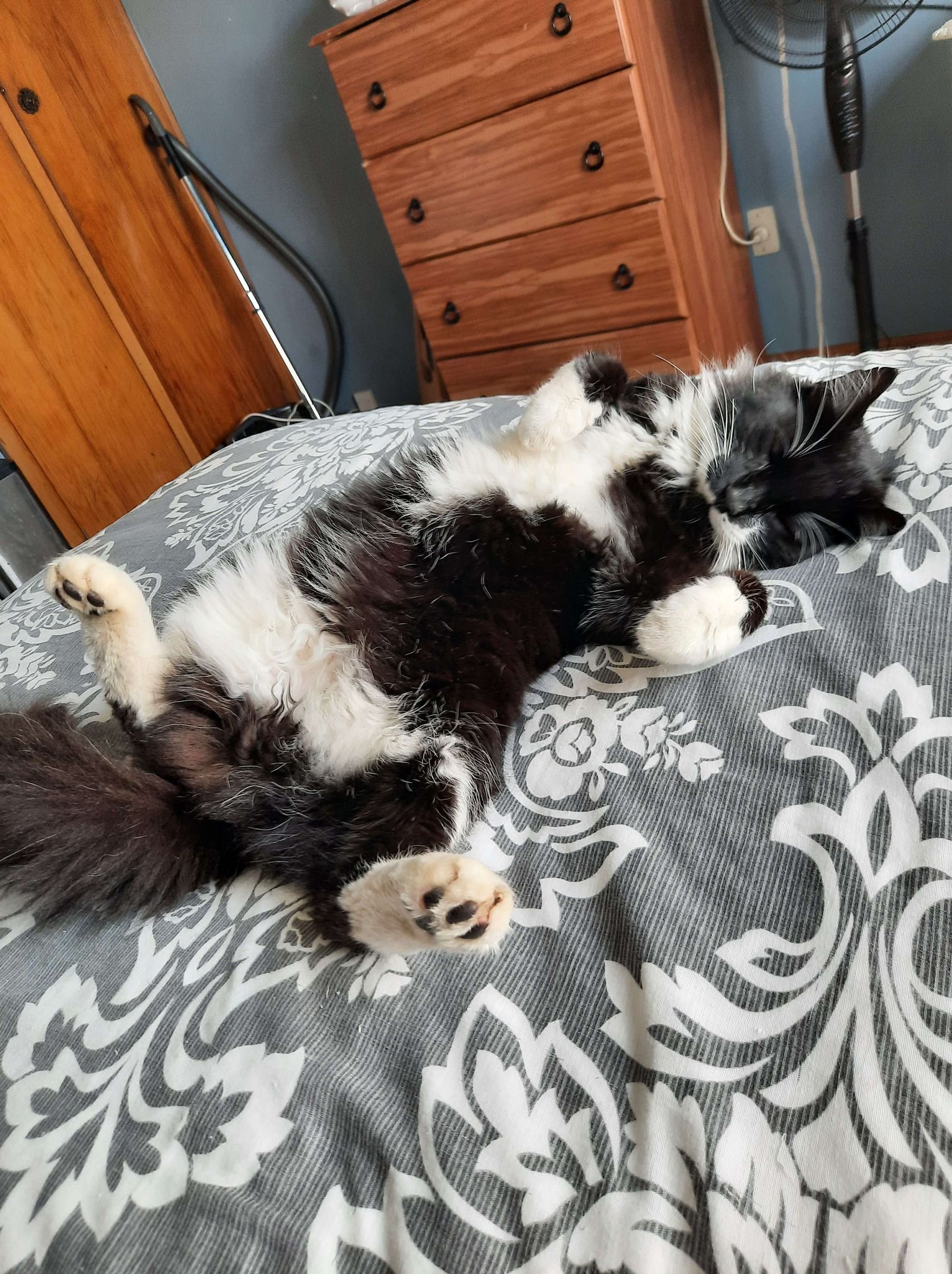 Flufty the cat. Photo: Supplied