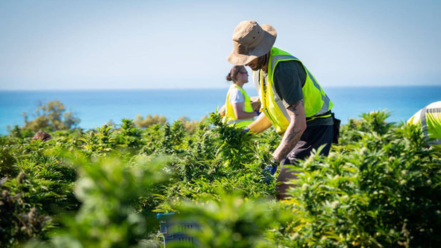 Harvest has begun at Winterhome. Photo: Pip O'Regan