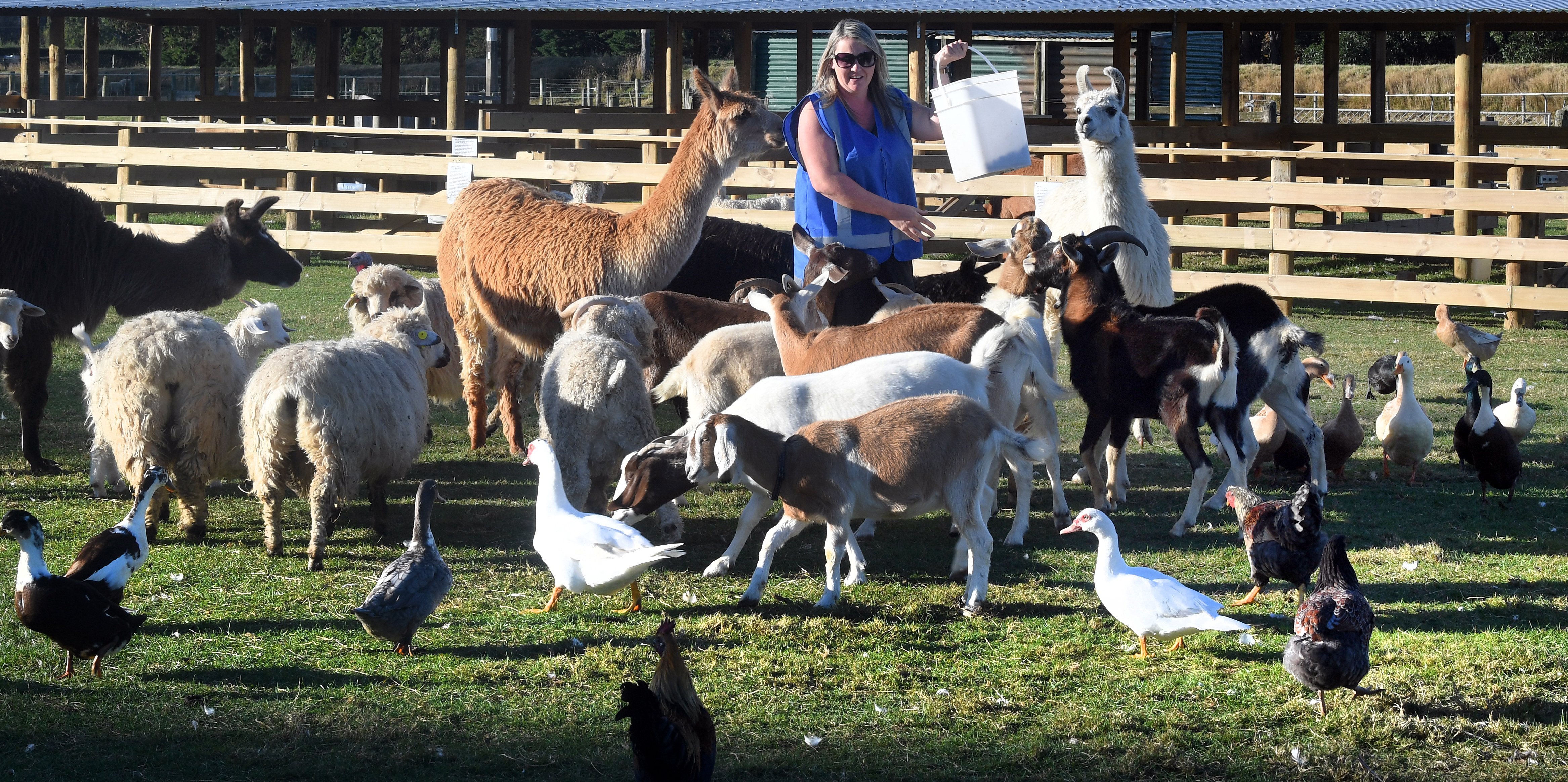 Mistreatment allegations levelled at animal park Otago Daily