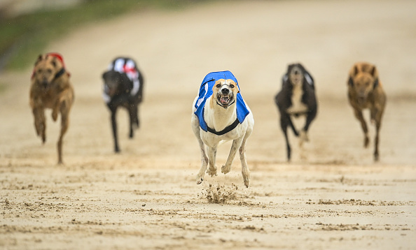 which states still have dog racing