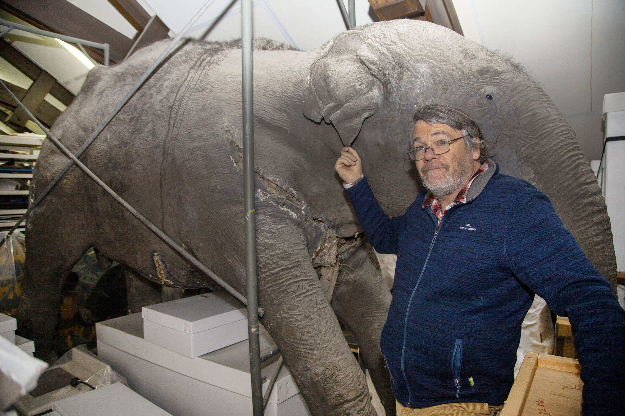 Paul Scofield with the elephant that has been stuck in a Canterbury Museum storage room since the...