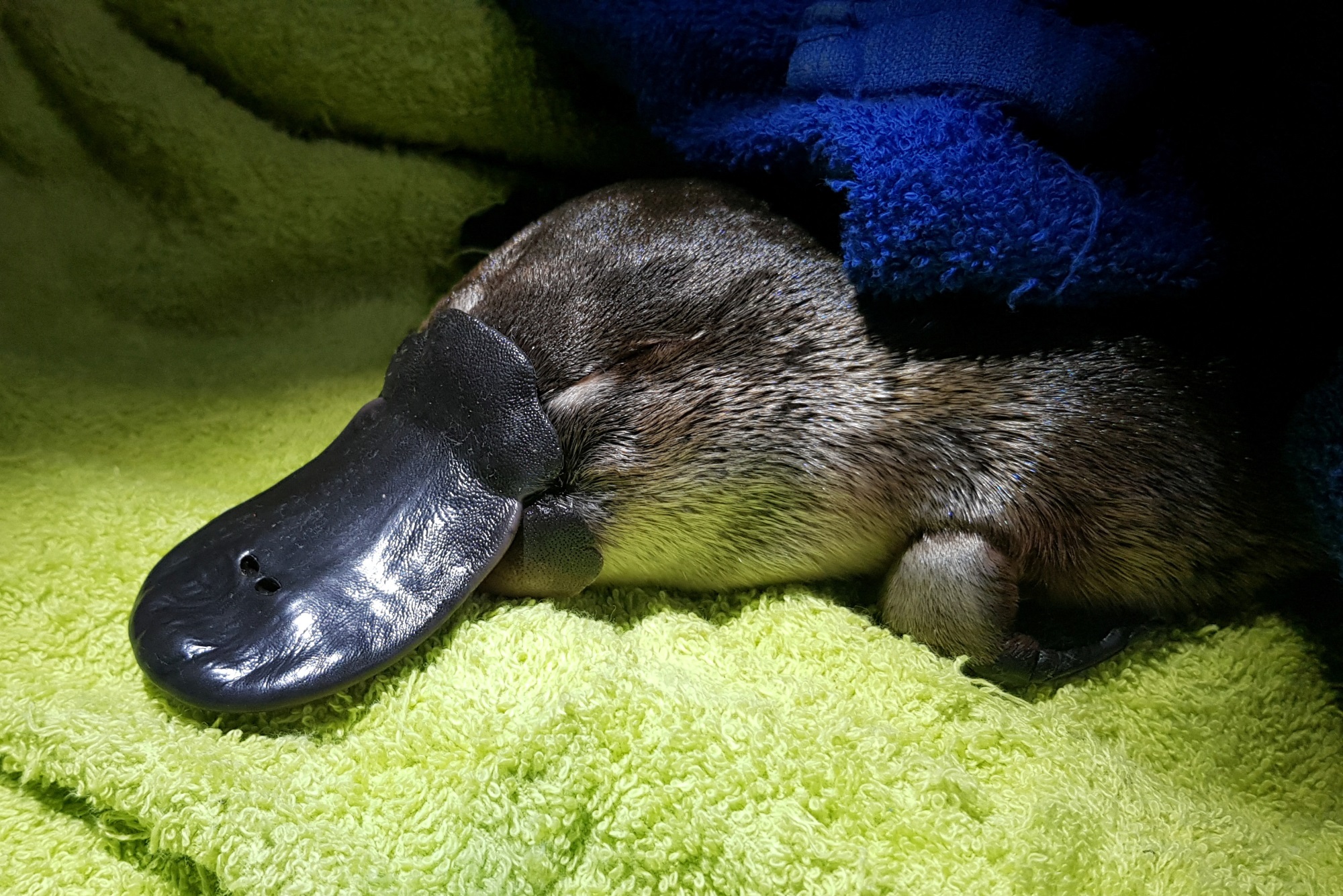 https://www.odt.co.nz/sites/default/files/story/2021/04/platypus_1.jpg