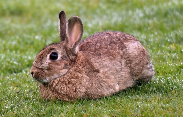 Otago Regional Council's planning a landowner-led rabbit control operation later this year. PHOTO...