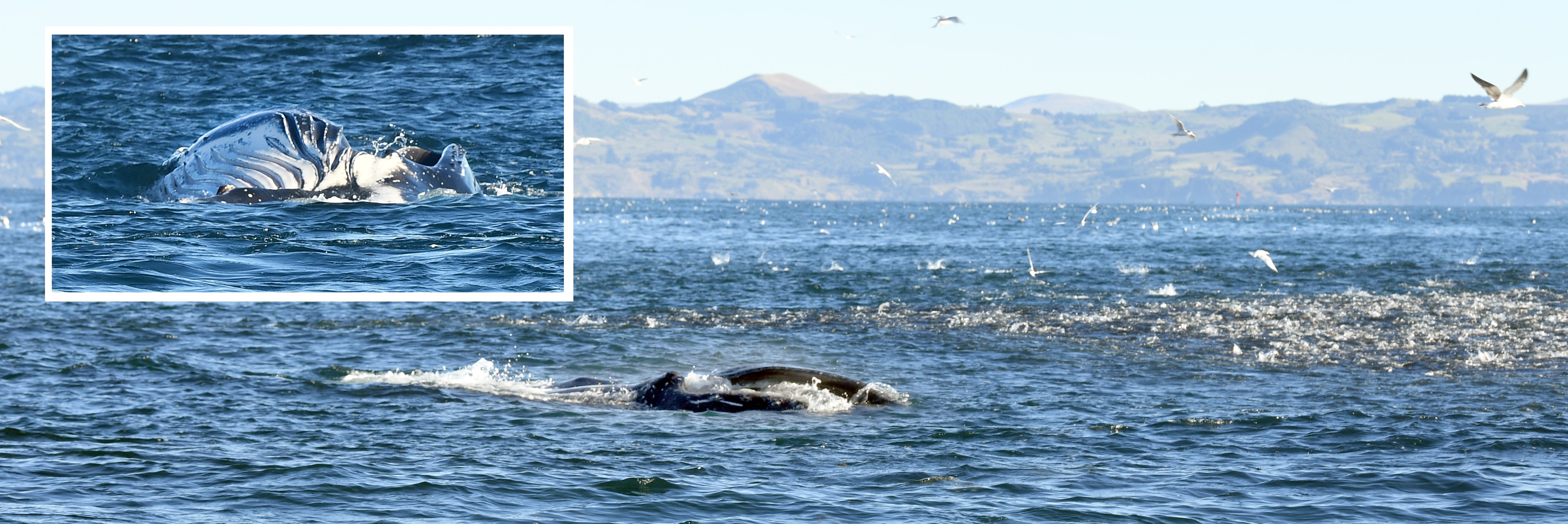 Small fish can be seen ‘‘boiling’’ to the surface (at right) in a bid to escape predators nearby,...