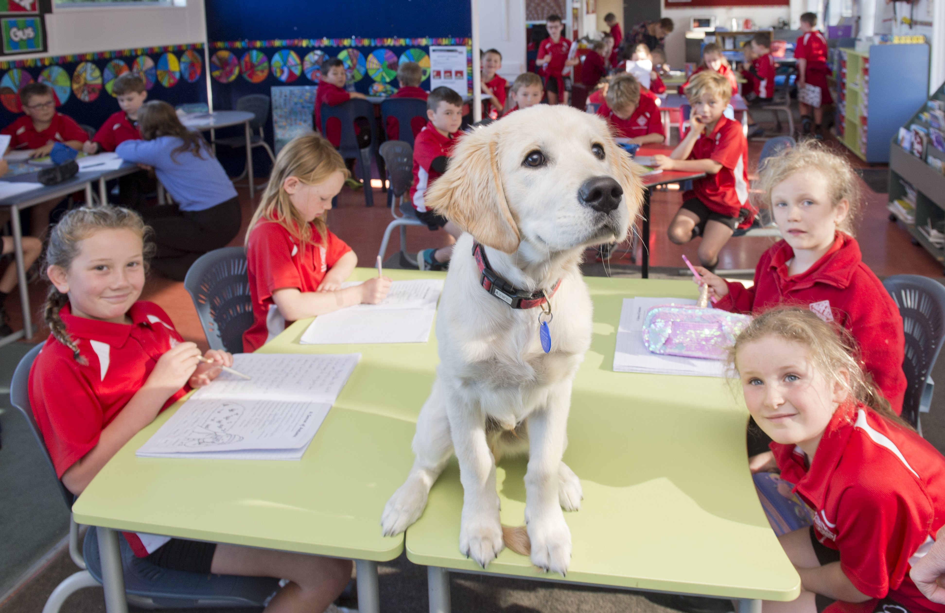 Gus, the dog, with fellow Fairfield School pupils (clockwise, from front left) Luna Mirriellees,...