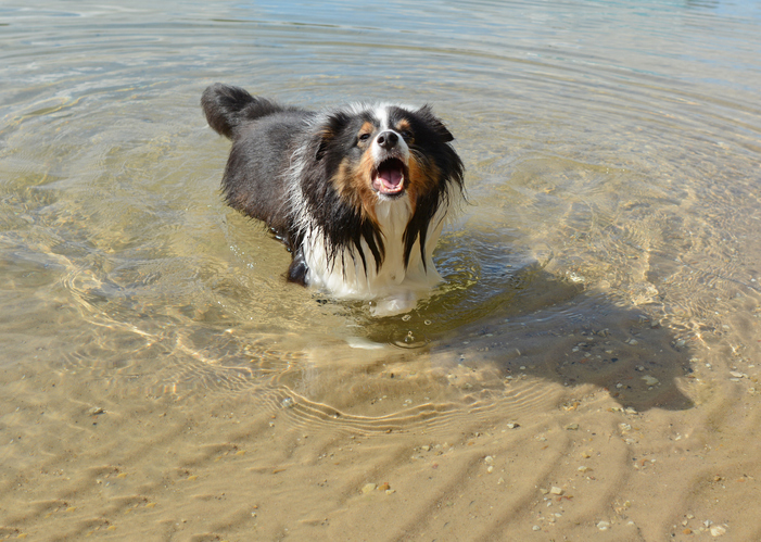 About $40,000 is being spent by the Christchurch City Council on a project to analyse dog barks....