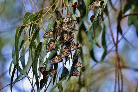 Monarchs fluttering between large eucalyptus trees as they settle in for the winter. Photo: Susan...