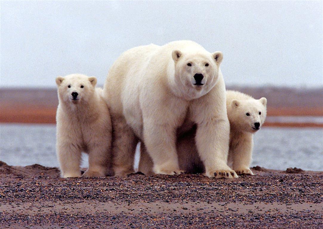 A polar bear keeps close to her young along the Beaufort Sea coast in Alaska's Arctic National...