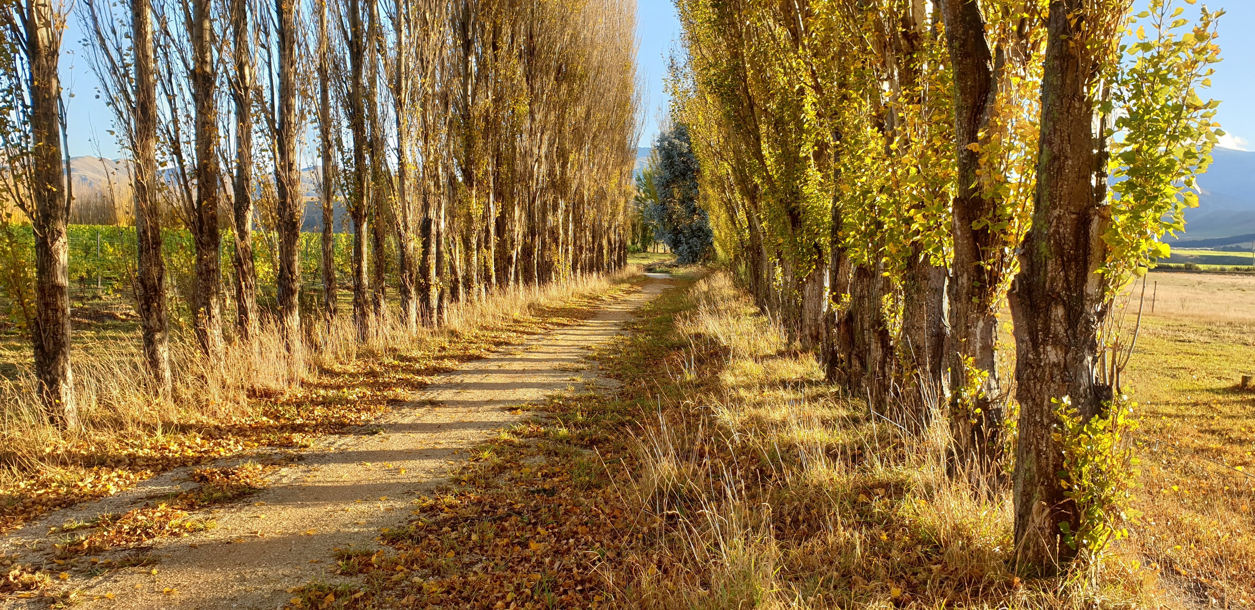 A gorgeous walk along the riverbank.