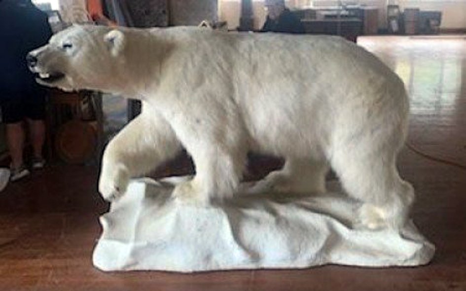 This taxidermied polar bear sold for $44,000 at Proctors Auction in Dunedin yesterday. PHOTO:...