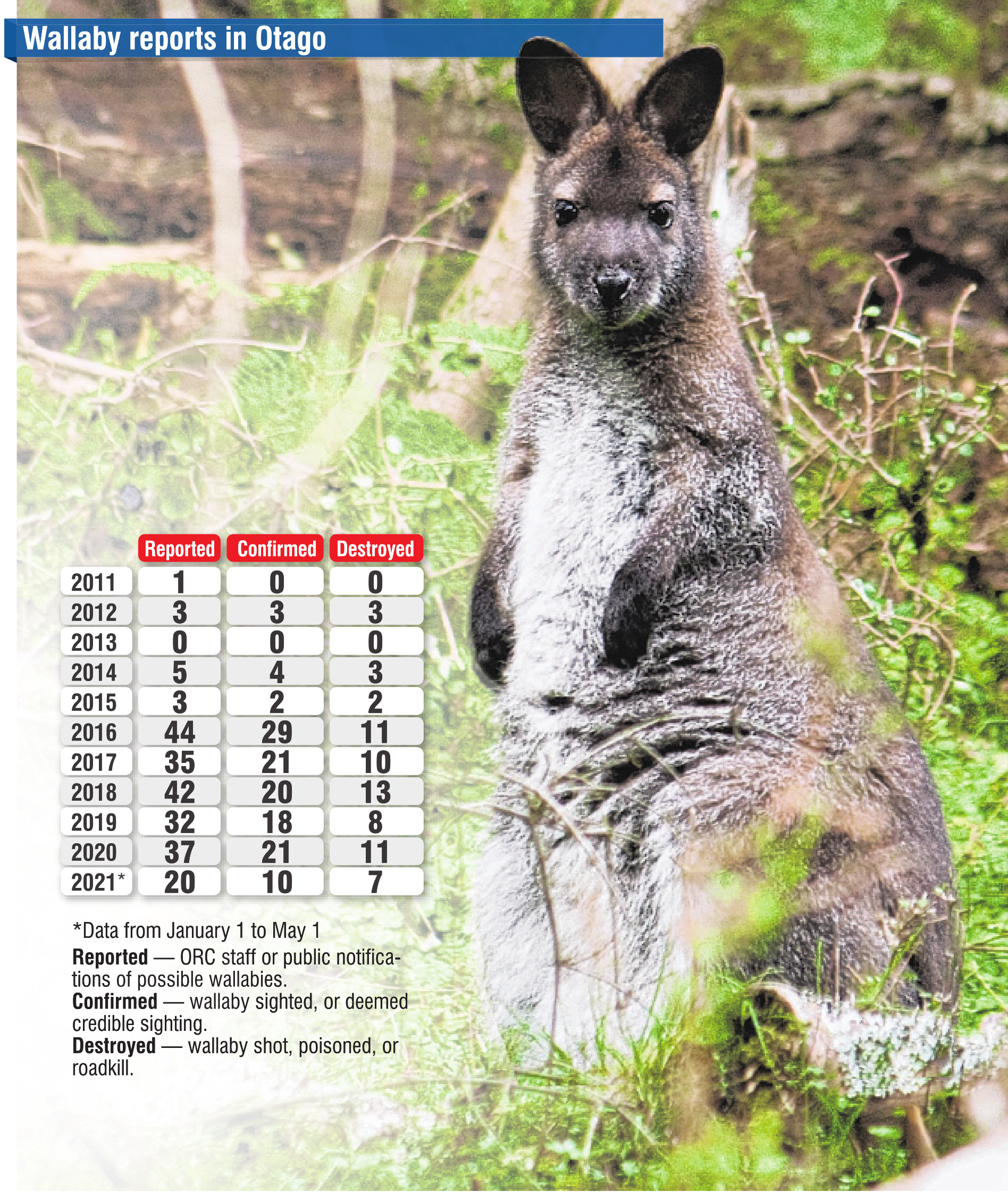 Wallaby eradication efforts being boosted Otago Daily Times Online News