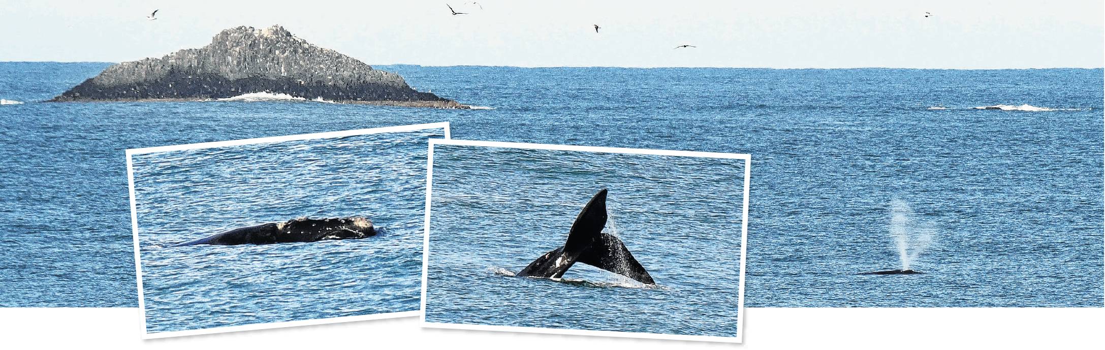 A southern right whale spends yesterday morning swimming near StClair Beach. (Inset) The large, white, rough growths (callosities) on the whale’s head (left) and the distinctive pair of flukes that comprise the whale’s tail, visible in these zoom photogra