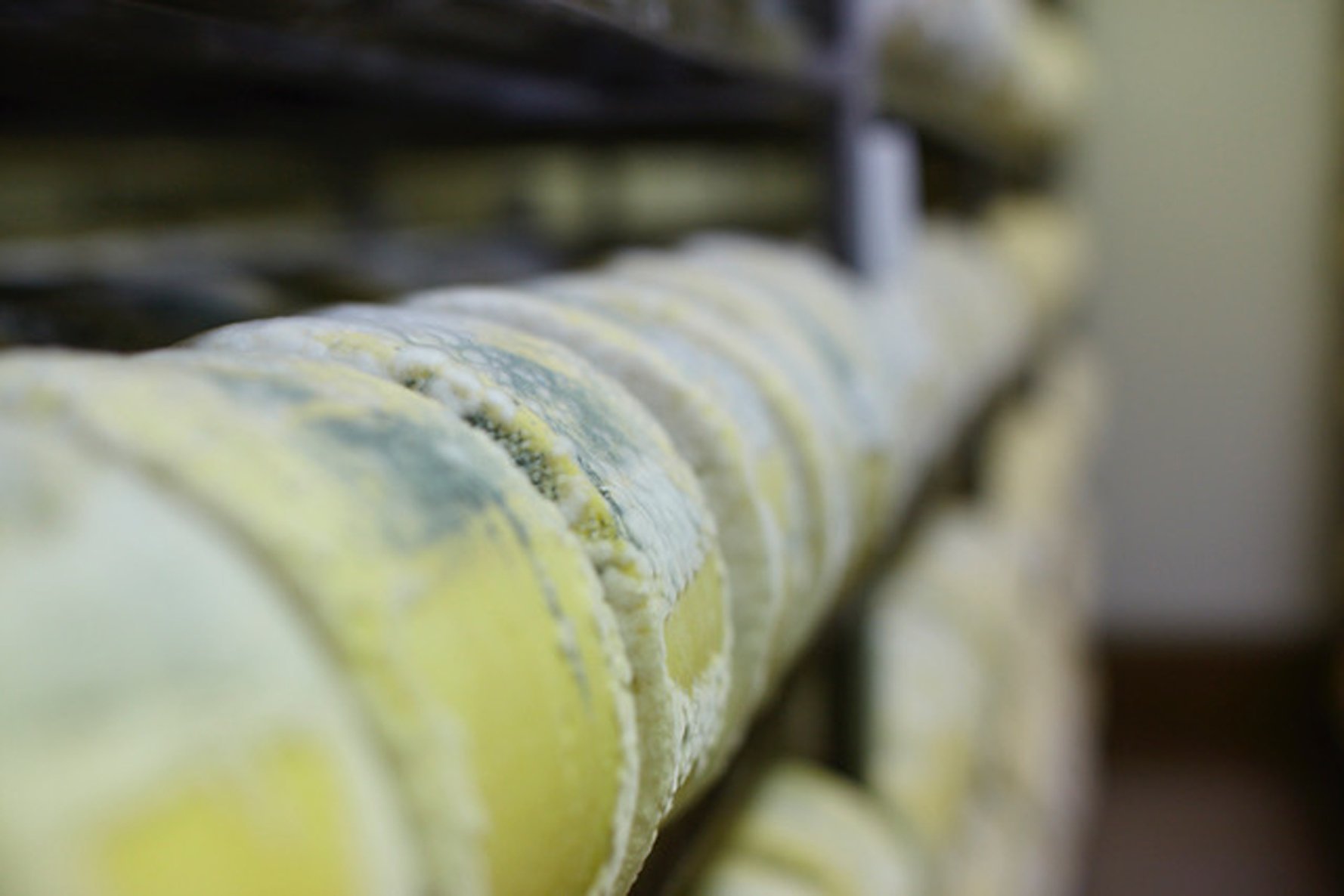 Blue cheeses maturing at the Whitestone Cheese factory in Oamaru.
