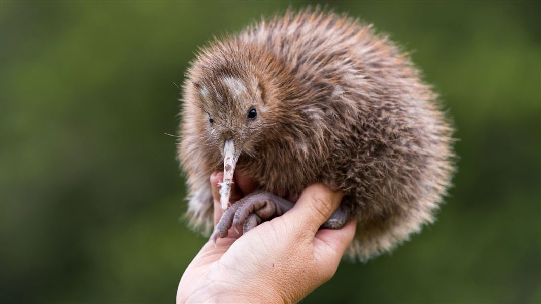 In the early 2000s the rowi population had reduced to just 160 birds before recovery began with...