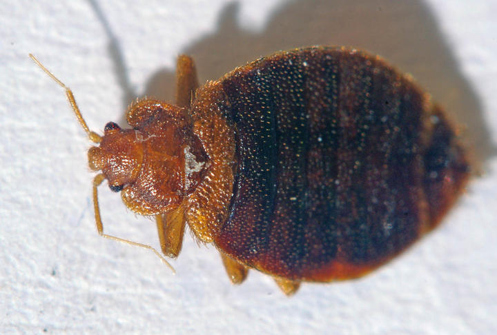 DOC rangers are checking huts daily for any sign of the biting bug. PHOTO: RNZ