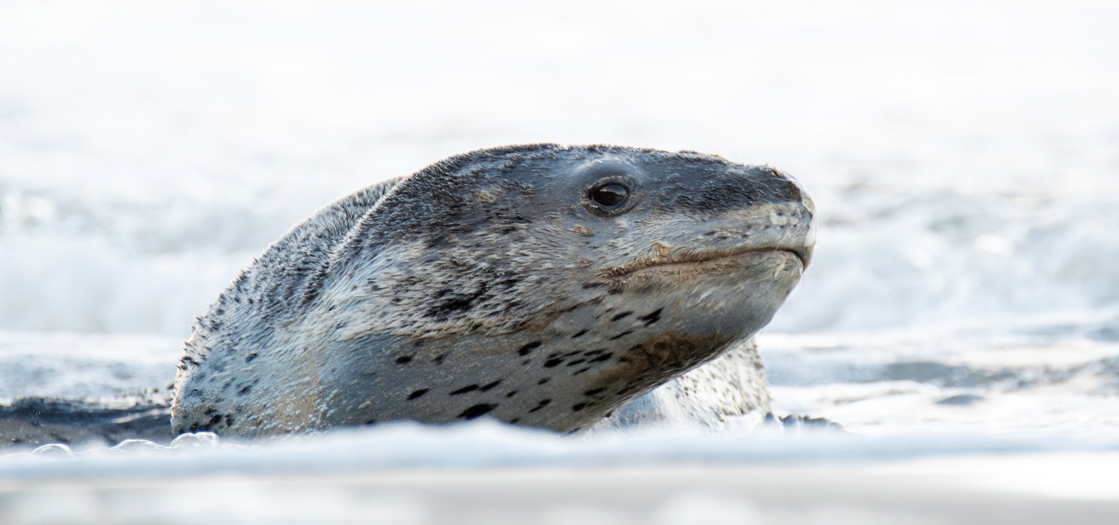 leopard seal cute