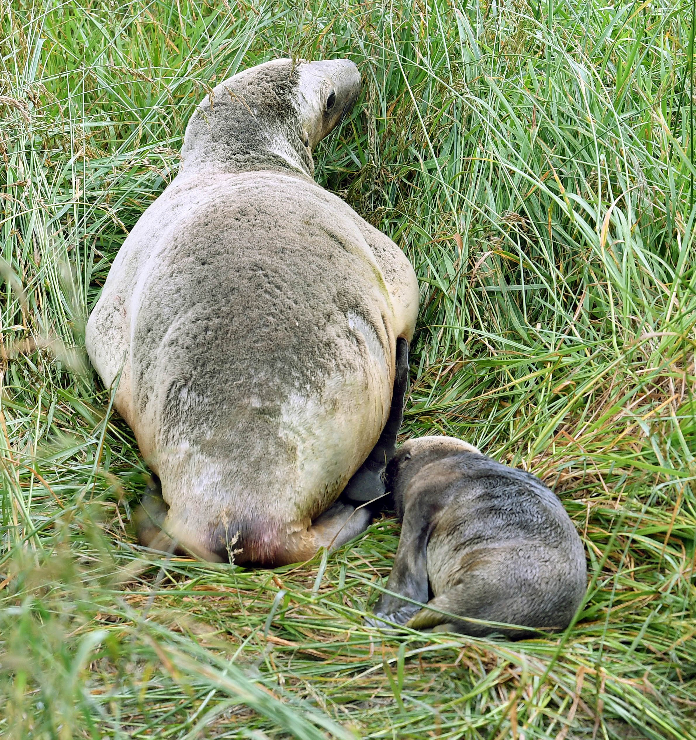 One of the first sea lion pups of the season rests beside its mother near Warrington yesterday.