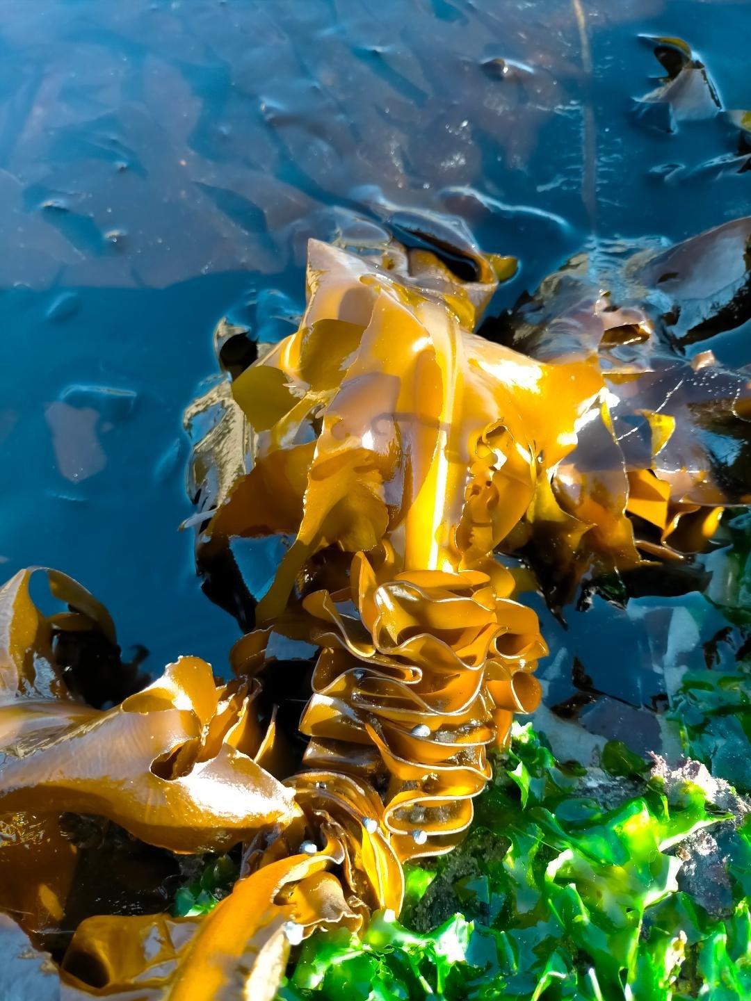 ALGA WAKAME â€“ WAKAME SEAWEED Stock Photo - Image of kelp