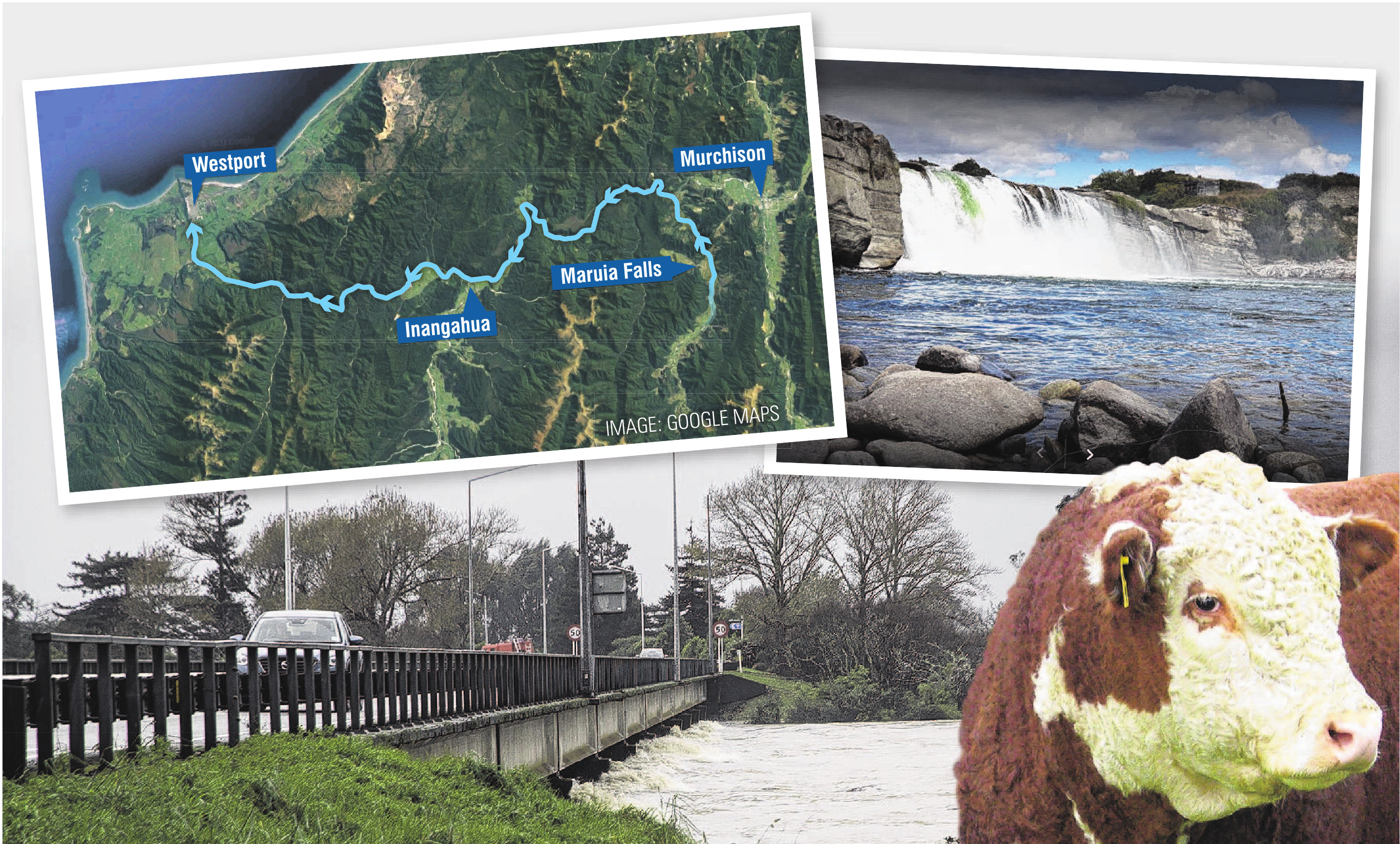 The flooded Buller River, down which a young bull was swept from a paddock above Maruia Falls ...