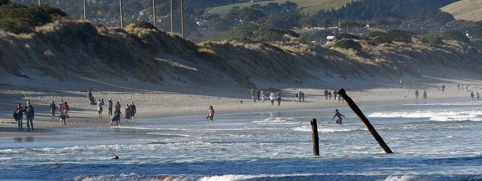 Poles remaining from the historic groyne system at St Clair beach on a recent June day. Photo:...