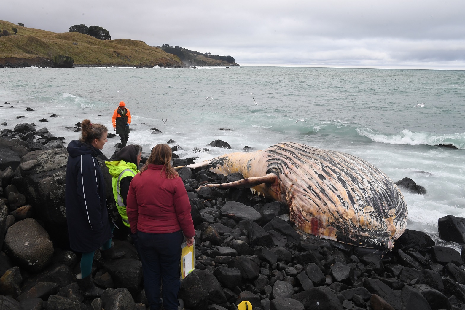 The whale was found on the beach north of Dunedin on Friday. Photo: Stephen Jaquiery