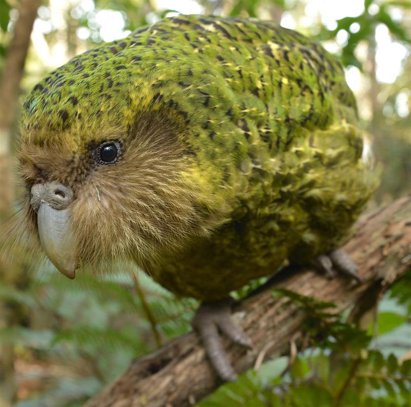 The critically endangered kakapo used to live throughout the country, but today only survive on...