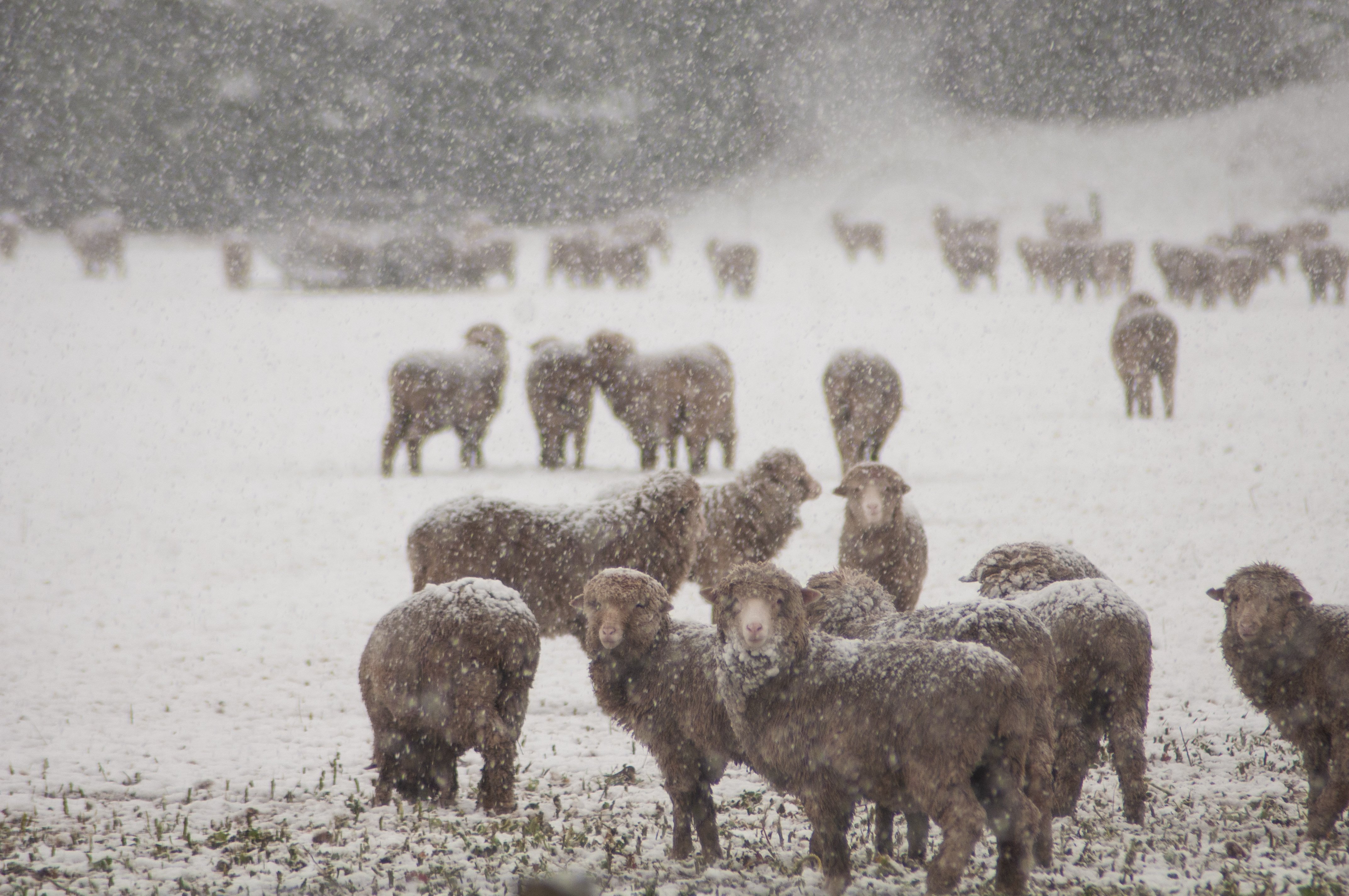 Sheep in the Ida Valley look unfazed by the falling snow. PHOTO: SHANNON THOMSON