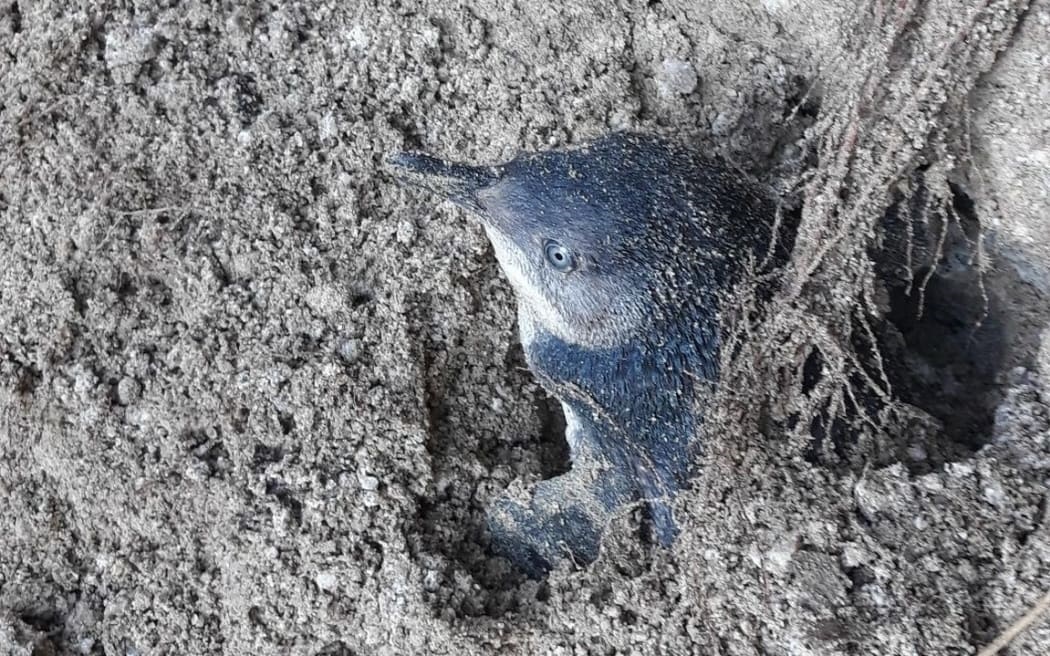 The penguin had been buried by a 20-metre-long slip of mud and vegetation. Photo: Department of...