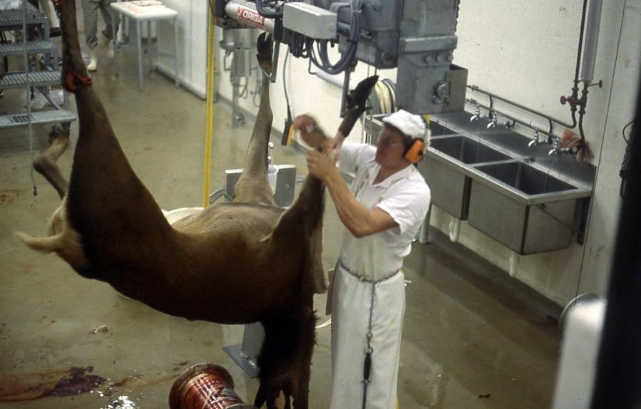 Technician Frans Laas removes a hide from a deer using an inverted dressing system in the Deer...