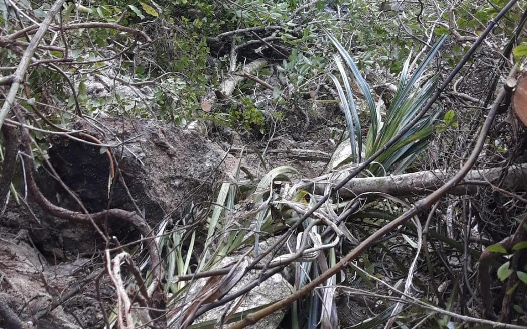 It's thought the bird clambered up a slope above a beach and into vegetation. Photo: Department...