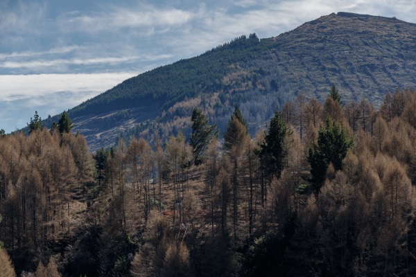 Landowner Andrew Fairfax says the felling was legal.