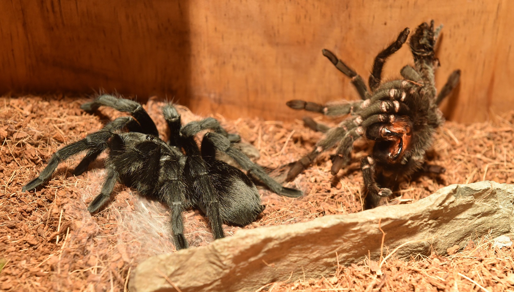 A recently-moulted tarantula (left) and its discarded skin. Photo: Gregor Richardson