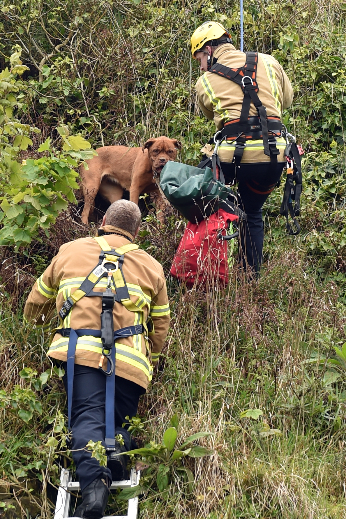 Firefighters coaxed the distressed dog with food before putting a lead on her. PHOTO:PETER MCINTOSH