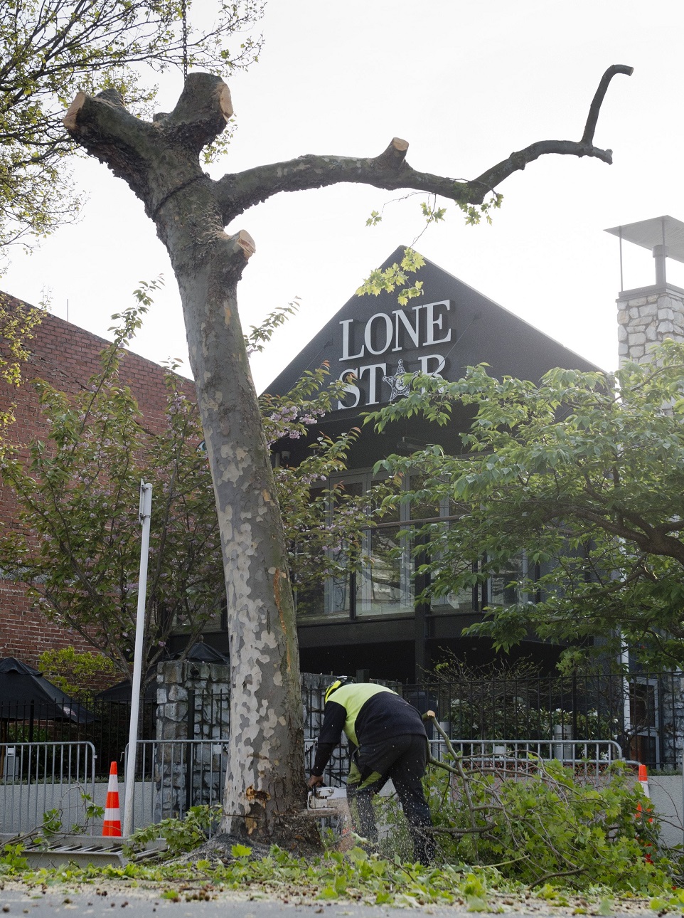 An arborist cuts through the trunk of a tree in George St in Dunedin yesterday. Photo: Gerard O...