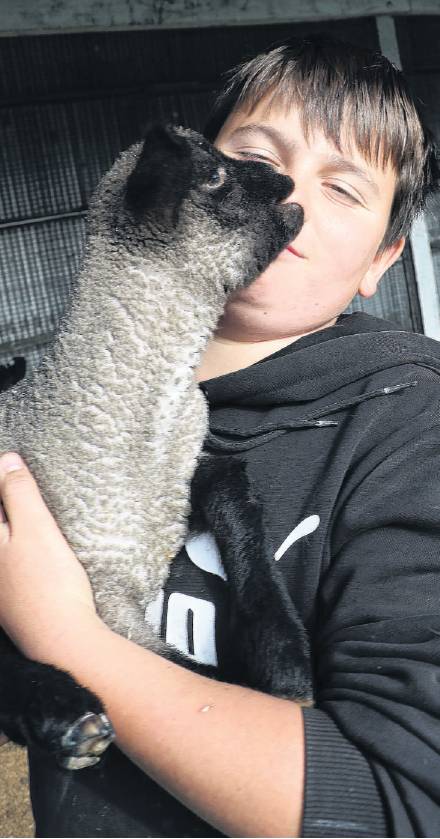 Tiny . .. One of 11-year-old Ryan Sagar’s 15 purebred South Suffolk lambs from his Misty Creek...