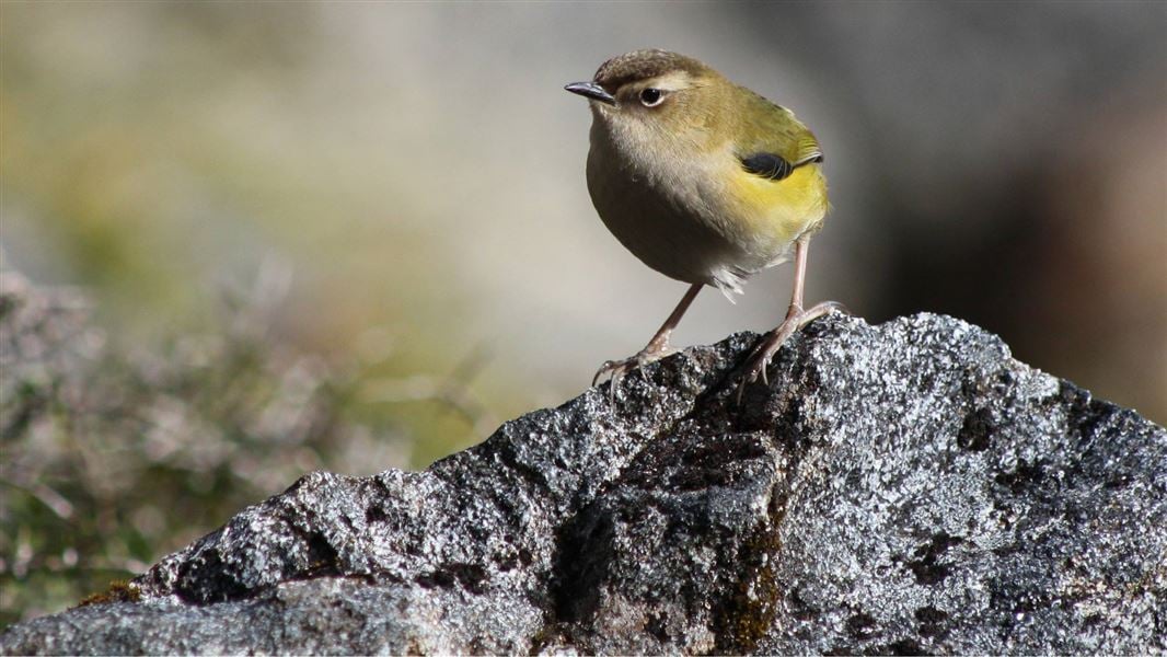 The pīwauwau / rock wren. Photo: DOC