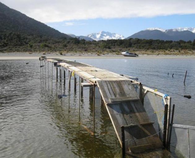 The West Coast regional council has jurisdiction over whitebait stands, while DOC enforces the...