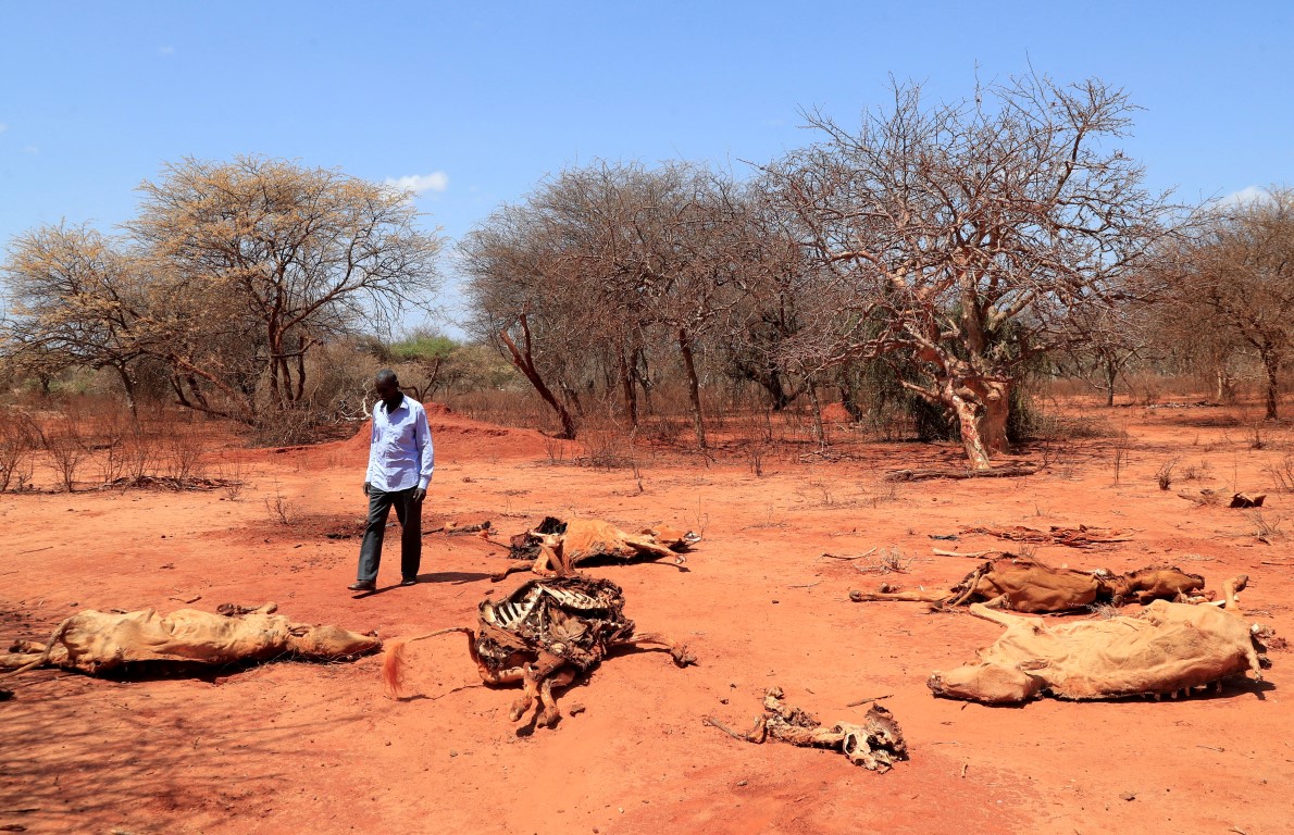 In Kenya, lions speared to death as drought worsens conflict - Los