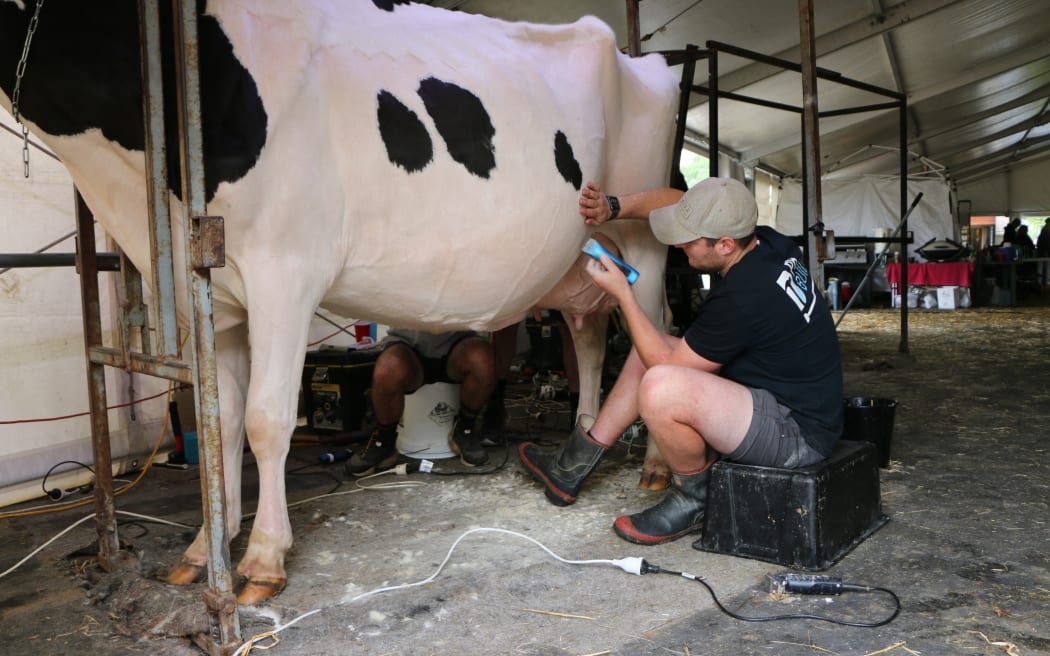 Dean Geddes' cows have won a swag of champion awards. Photo: RNZ / Jean Edwards