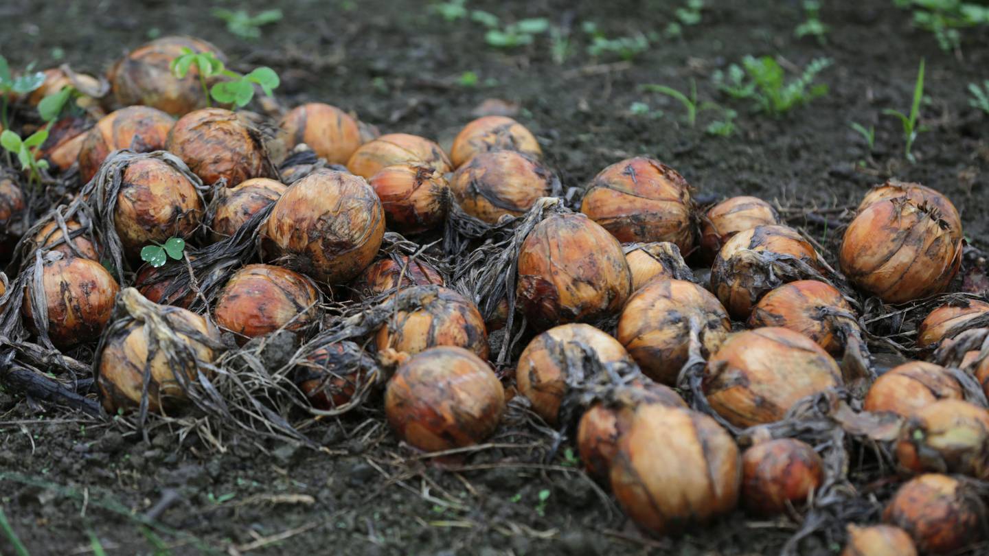 Poor weather has contributed to the nationwide shortage of onions, leading to a large increase in...