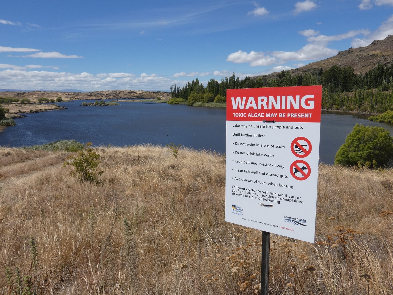 People are again being warned of toxic algae in Butchers Dam, near Alexandra. Photo: ODT Files